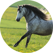 horse-img